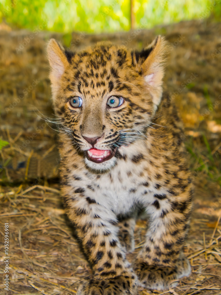 Fototapeta premium North Chinese leopard baby in a zoo