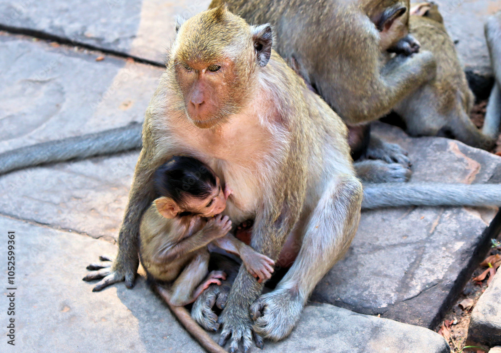 Wild monkeys ask tourists for food Wild monkeys ask tourists for food