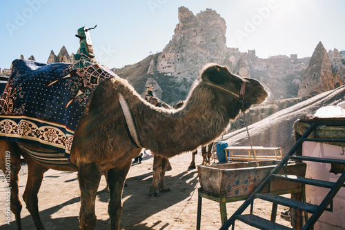 Camel Adorned with Colorful Fabric Standing Amidst Rocky Landscape