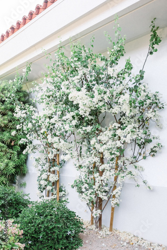 Blooming White Bougainvillea on Wall