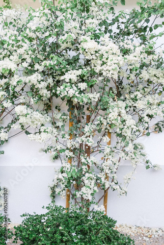 Blooming White Bougainvillea on Wall