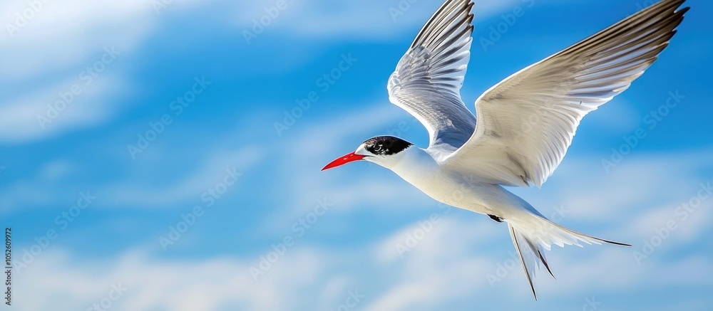 Fototapeta premium Common Tern With Capelin Fish In Flight Against Blue Sky