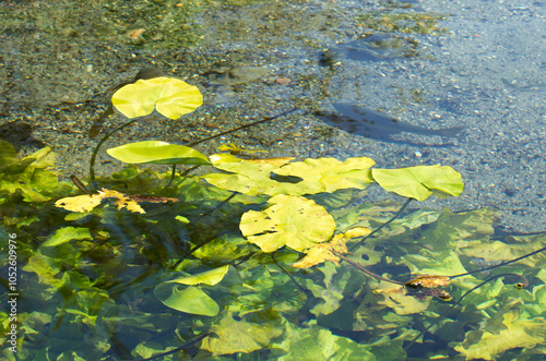 Green leaves of yellow water lily underwater of a freshwater spring pond photo