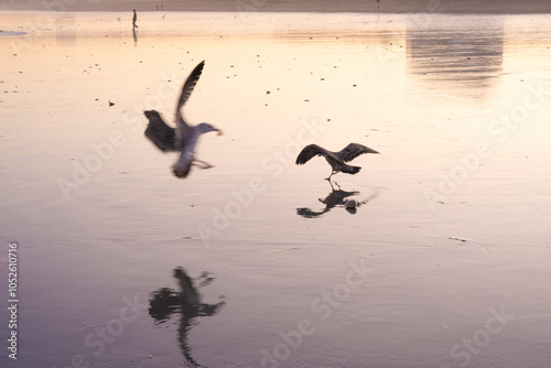 birds on beach