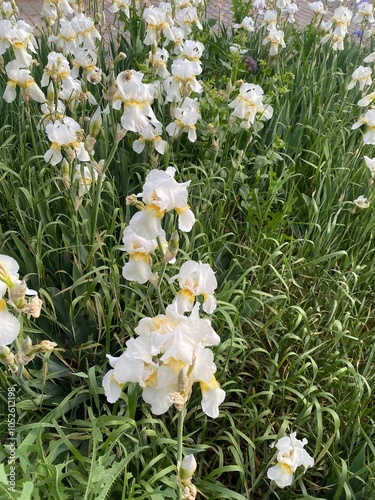 white flowers in the garden