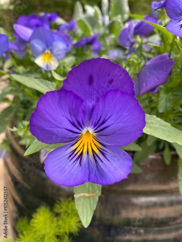 Purple flower