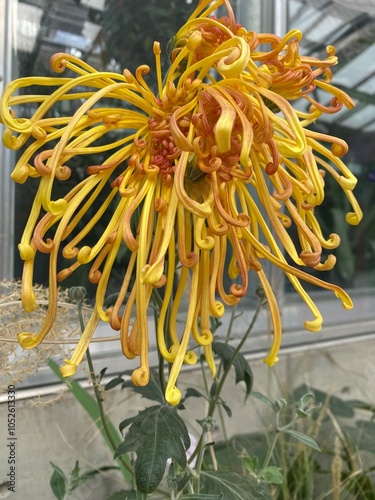 flower in the garden