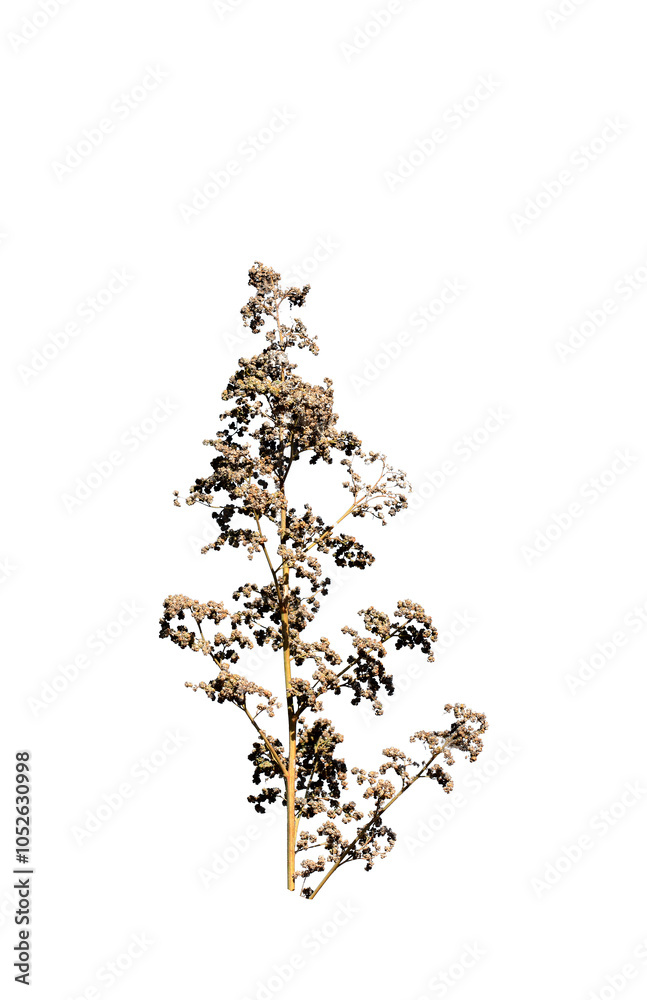 A branch of the Sowbane (Chenopodiastrum hybridum) isolated on white background
