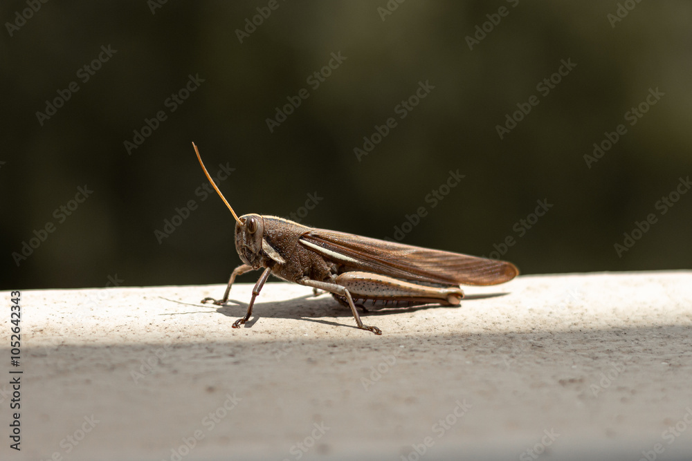 Close-up of a South American Schistocerca flavofasciata grashopper on a window. Close-up of a South American Schistocerca flavofasciata grashopper on a window.