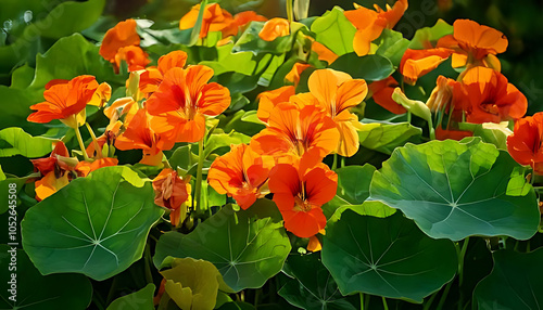 orange nasturtiums bloom green leaves tropaeolum major plants sunny garden beautiful green foliage vibrant orange blooms photo