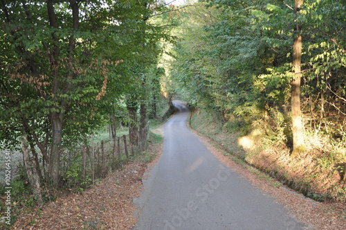 Road through a green forest in Gorski Kotar region in Croatia