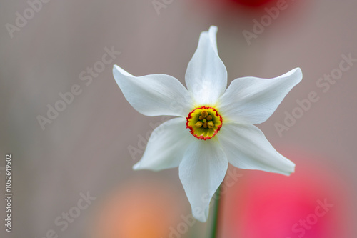 Narcissus poeticus bright white ornamental flowering plant, group of beautiful springtime flowers in the garden photo