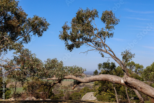 Wallpaper Mural fallen eucalyptus tree in australian bushland Torontodigital.ca