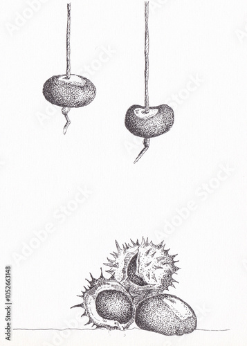 Pen and ink drawing of conkers, horse chestnuts