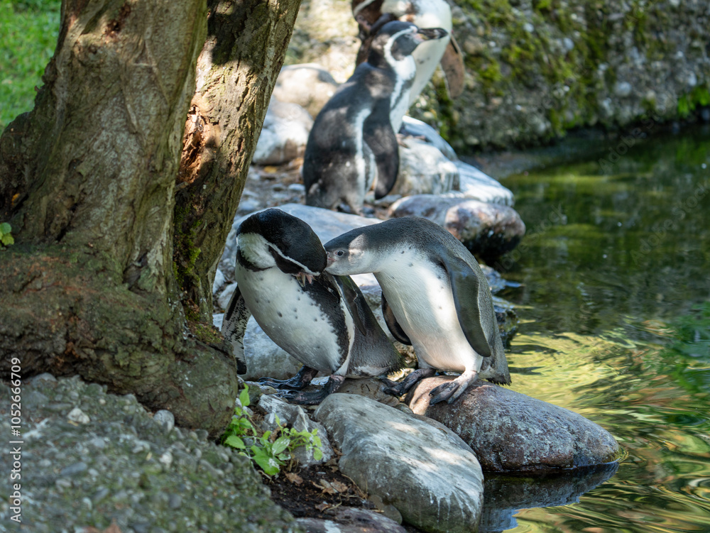 Fototapeta premium Schweiz