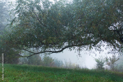 Autumn in Moldova, foggy landscape in the park. Thick fog early in the morning on the lake shore.