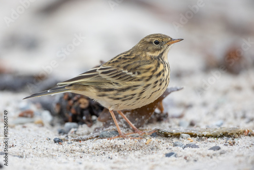 Meadow pipit (Anthus pratensis) photo