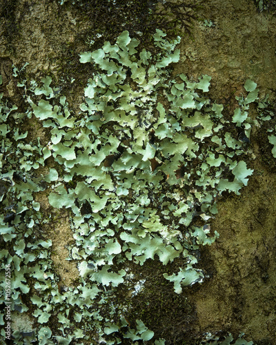 This image shows a close-up of pale green lichen growing on rough tree bark photo