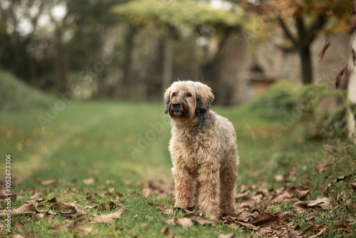 Obraz na plátne portrait of a female briard dog