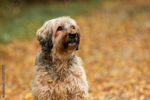 Fotografie portrait of a female briard dog, colourful autumn leaves in the background