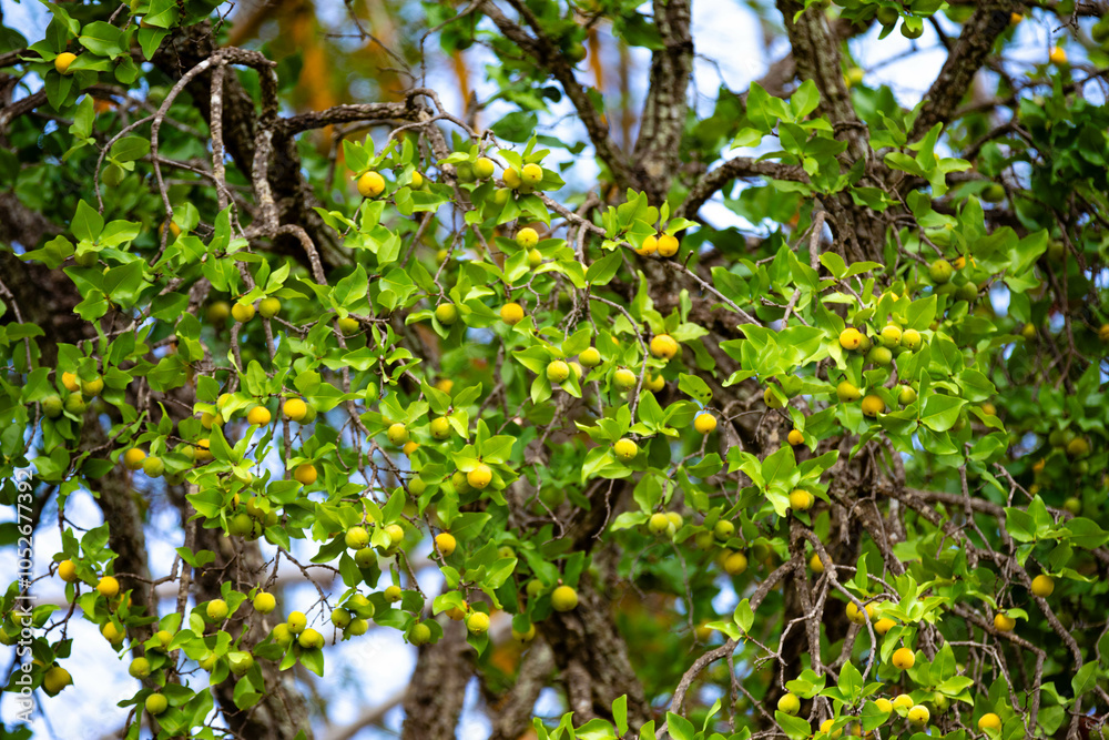 Ripe edible wild fruit from the Brazilian cerrado biome, fruit known as cagaita (Stenocalyx dysentericus) of the Magnoliopsida class and the Myrtaceae family. Ripe edible wild fruit from the Brazilian cerrado biome, fruit known as cagaita (Stenocalyx dysentericus) of the Magnoliopsida class and the Myrtaceae family.