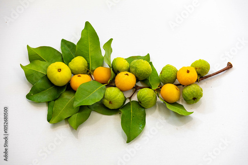 Wallpaper Mural Ripe edible wild fruit from the Brazilian cerrado biome, fruit known as cagaita (Stenocalyx dysentericus) of the Magnoliopsida class and the Myrtaceae family. Torontodigital.ca