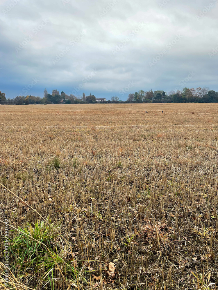 Fototapeta premium Field in England at dusk