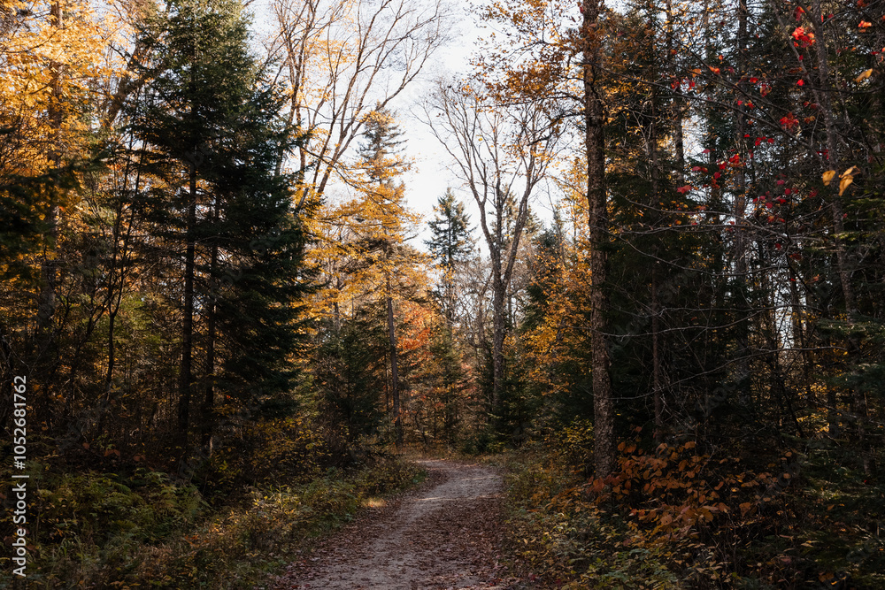 Obraz premium Path in autumn forest with colourful trees and fallen leaves on the ground. Quebec, Canada. 