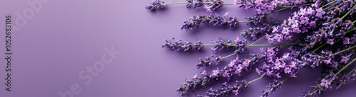 Lavender Flowers Border on Pink Background