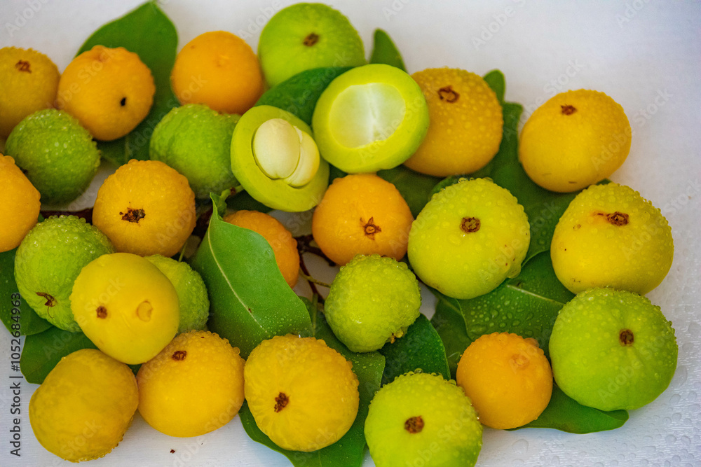 Ripe edible wild fruit from the Brazilian cerrado biome, fruit known as cagaita (Stenocalyx dysentericus) of the Magnoliopsida class and the Myrtaceae family. Ripe edible wild fruit from the Brazilian cerrado biome, fruit known as cagaita (Stenocalyx dysentericus) of the Magnoliopsida class and the Myrtaceae family.