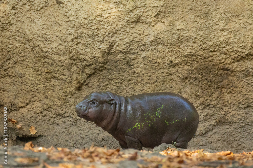 Fototapeta premium Pygmy hippopotamus Choeropsis liberiensis