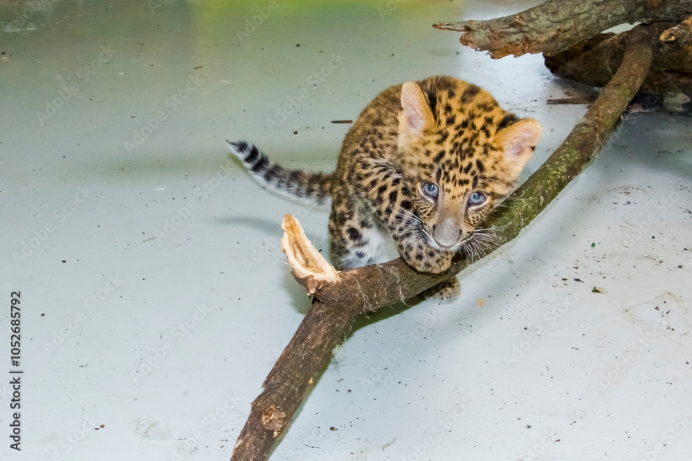 North Chinese leopard baby in a zoo North Chinese leopard baby in a zoo