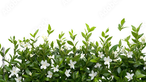 Wallpaper Mural Bush of flowers on white background Torontodigital.ca