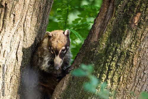 South American Coati, or Ring-tailed Coati Nasua nasua