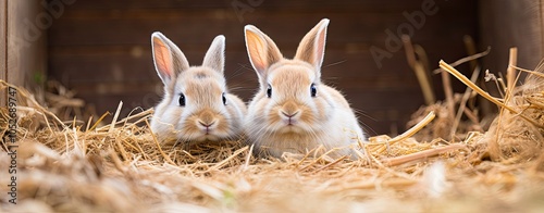 two Young rabbits without fur are resting in straw, fluffy eater concept