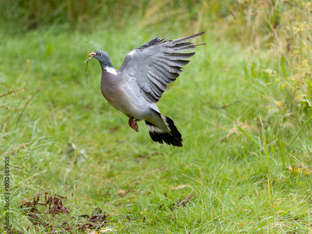 Obraz premium Wood pigeon, Columba palumbus