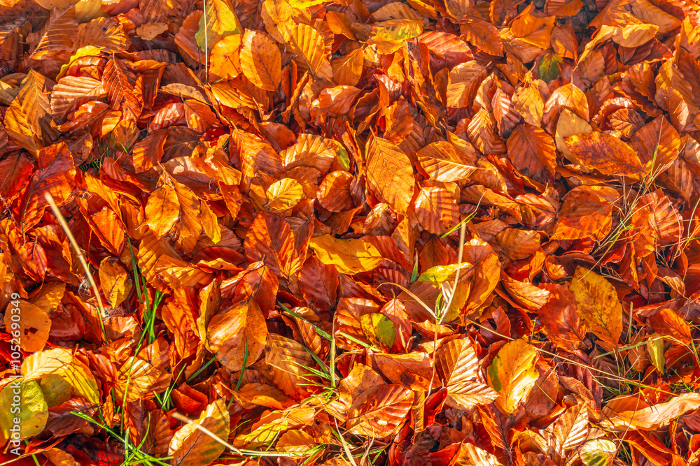 Full frame close-up of fallen beech tree leaves on the ground in the autumn season among fresh green blades of grass.