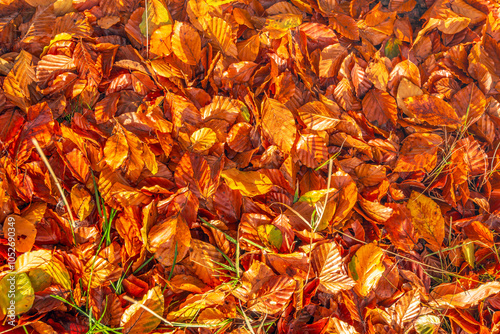 Obraz na płótnie Full frame close-up of fallen beech tree leaves on the ground in the autumn season among fresh green blades of grass. w salonie