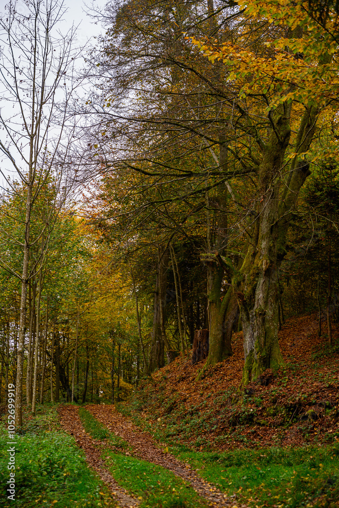 Obraz premium Durch den herbstlichen Wald