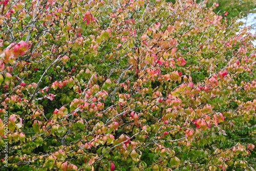 Winged spindle Autumn leaves. It has corky wings and turns beautiful red in autumn, and is said to be one of the three most beautiful autumn leaves in the world. photo