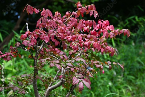 Winged spindle Autumn leaves. It has corky wings and turns beautiful red in autumn, and is said to be one of the three most beautiful autumn leaves in the world. photo