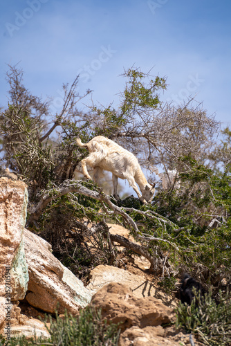 Wild mountain goats in Morocco 