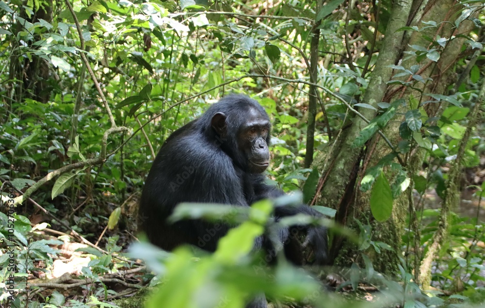 Chimpanzee (Pan troglodytes), Kibale National Park, Uganda, Africa.