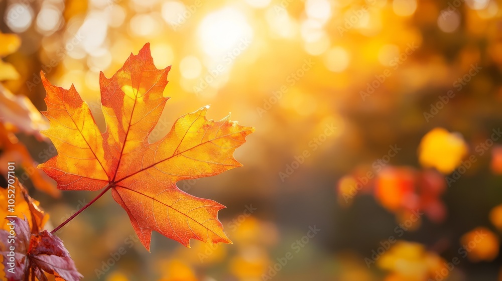 Beautiful Autumn Leaves Illuminated by Sunset Rays