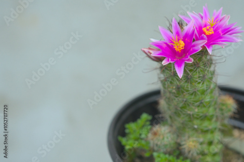 Closeup of a flowering cactus in a pot