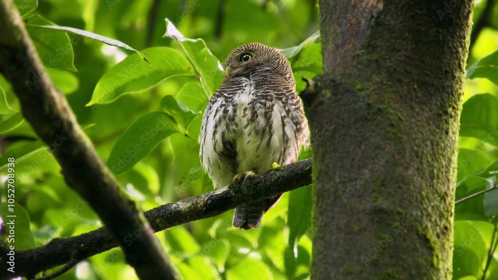 Chestnut-backed Owlet - Glaucidium castanotum owl bird endemic to Sri Lanka sitting on the branch in the wet green forest in Kitulgala and Sinharaja, cute small owl looking around the forest. Chestnut-backed Owlet - Glaucidium castanotum owl bird endemic to Sri Lanka sitting on the branch in the wet green forest in Kitulgala and Sinharaja, cute small owl looking around the forest.