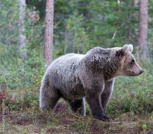 Wallpaper Mural photo of a brown bear Torontodigital.ca