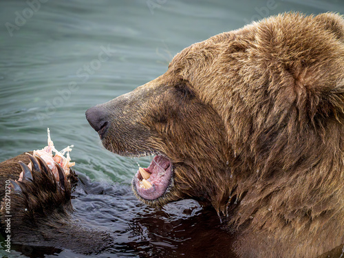 Good to the Last Bite:  Brown  Bear eating salmon 