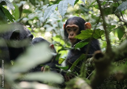 Young Chimpanzee (Pan troglodytes), Kibale National Park, Uganda, Africa.