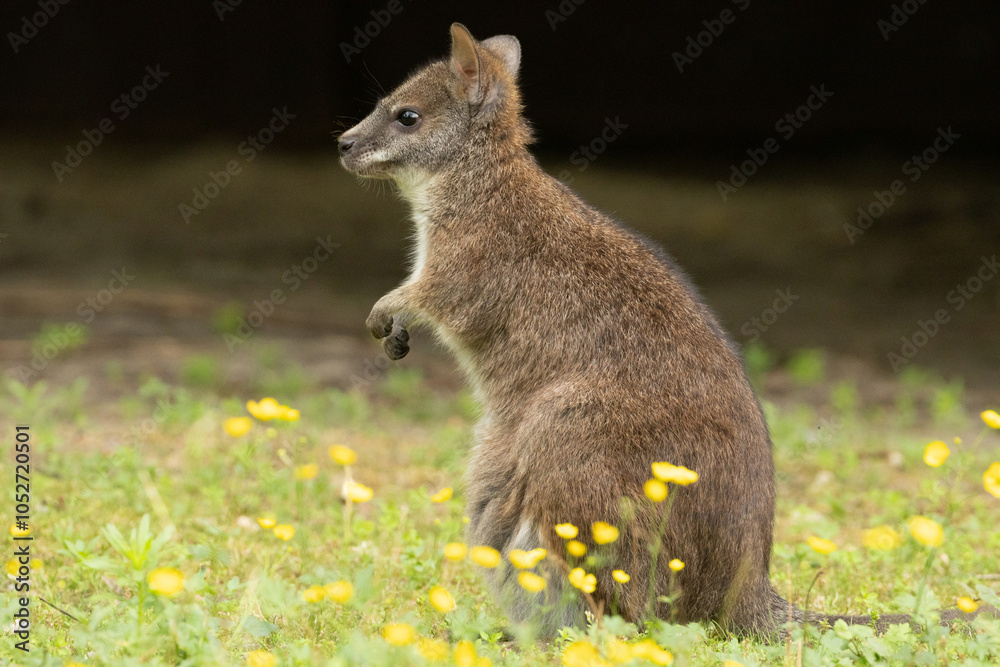 Fototapeta premium Bennett's wallaby Macropus or Notamacropus rufogriseus